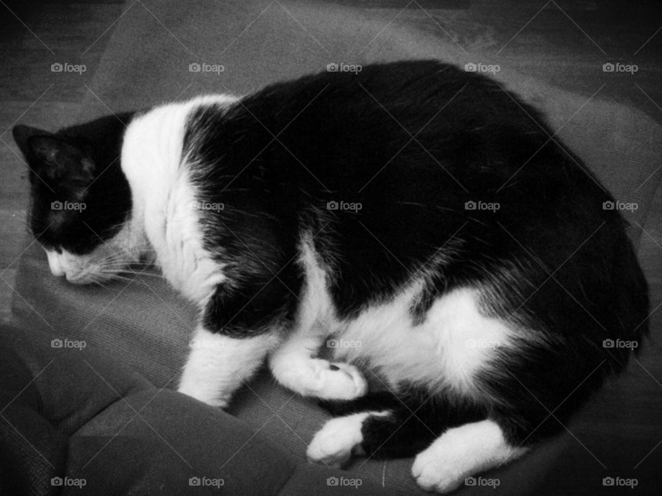 Sleeping black and white cat