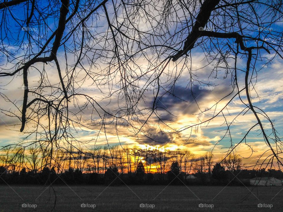 View of bare trees at dusk