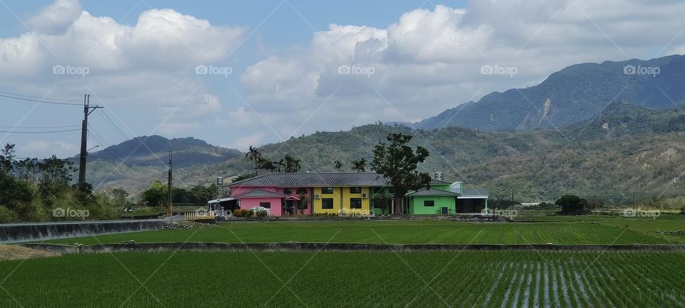 Rainbow in the rice fields of Luye Township