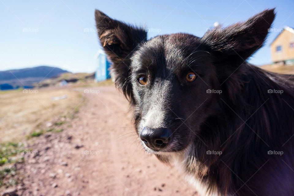 Dog, Mammal, Portrait, Animal, Cute