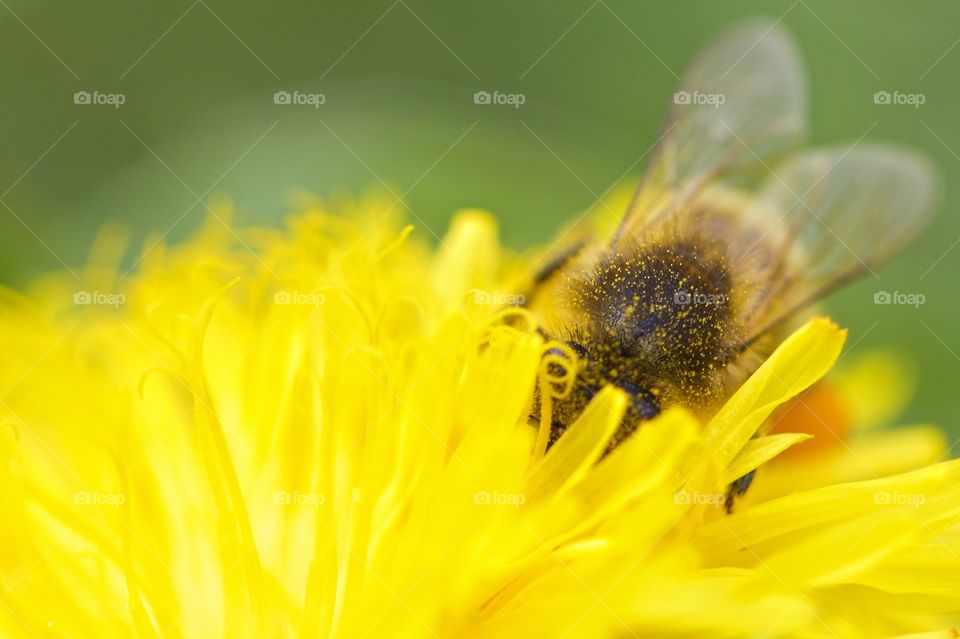 Close-up of honeybee on yellow flower