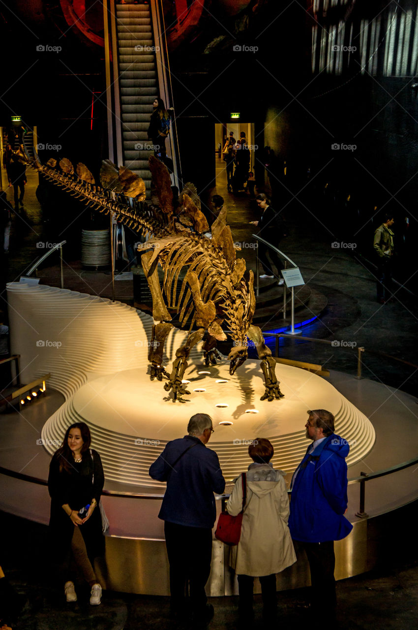 Dinosaur display 