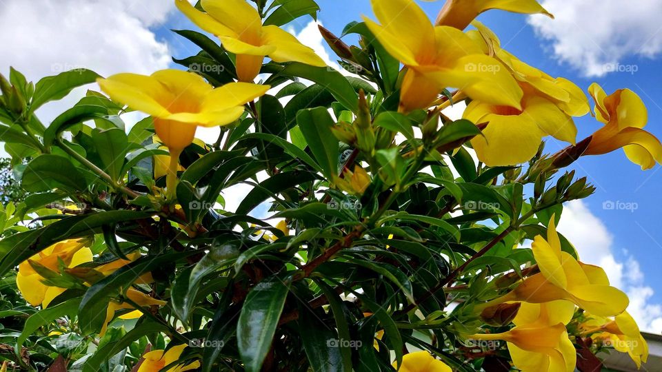 Lindas flores amarelas que enfeitam o jardim.