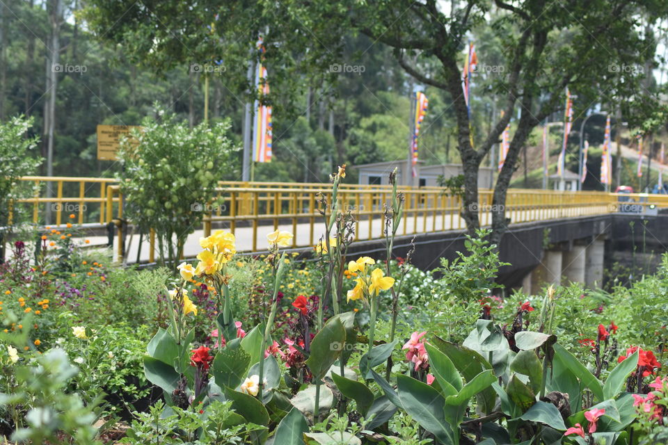 Beautiful flowers by the side of the road