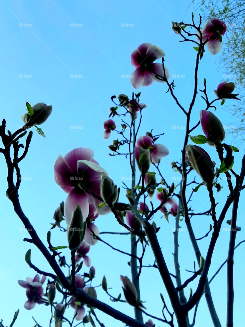 blooming magnolia against blue sky