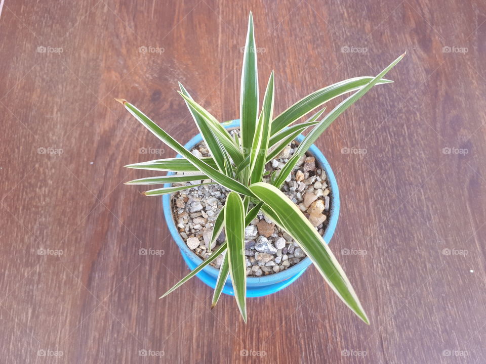 Spider plant in pot