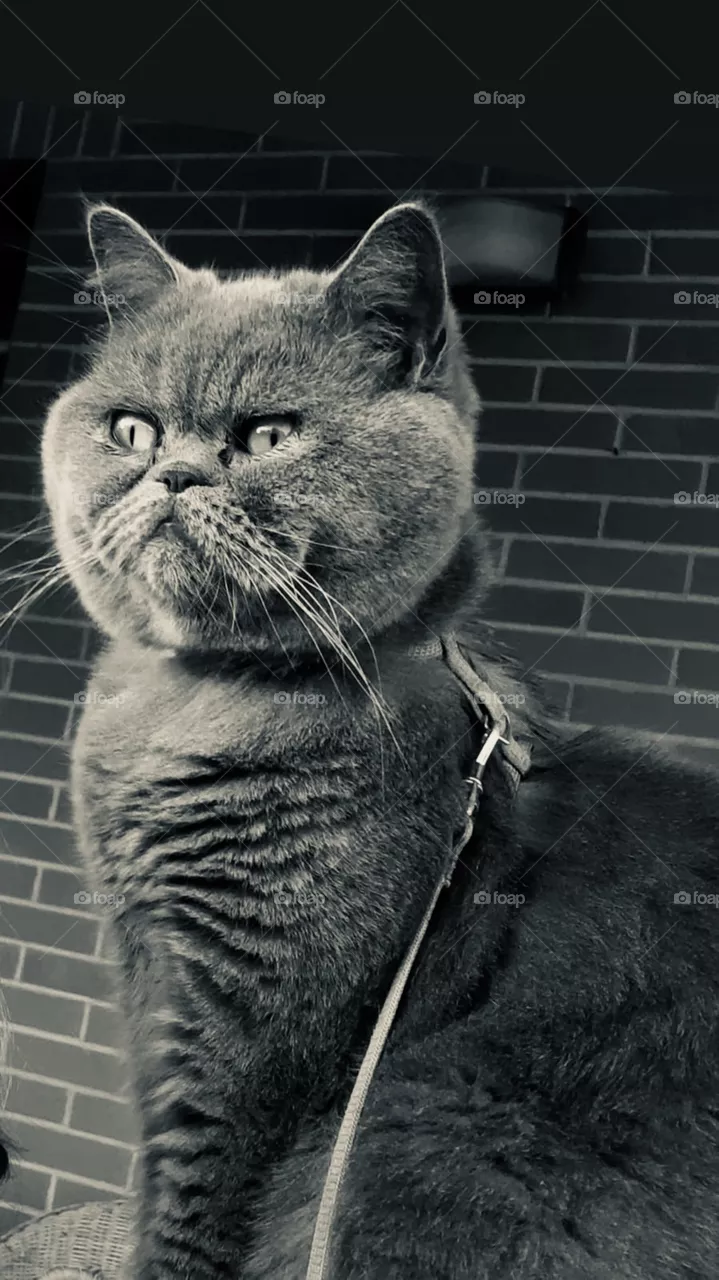 Gattino