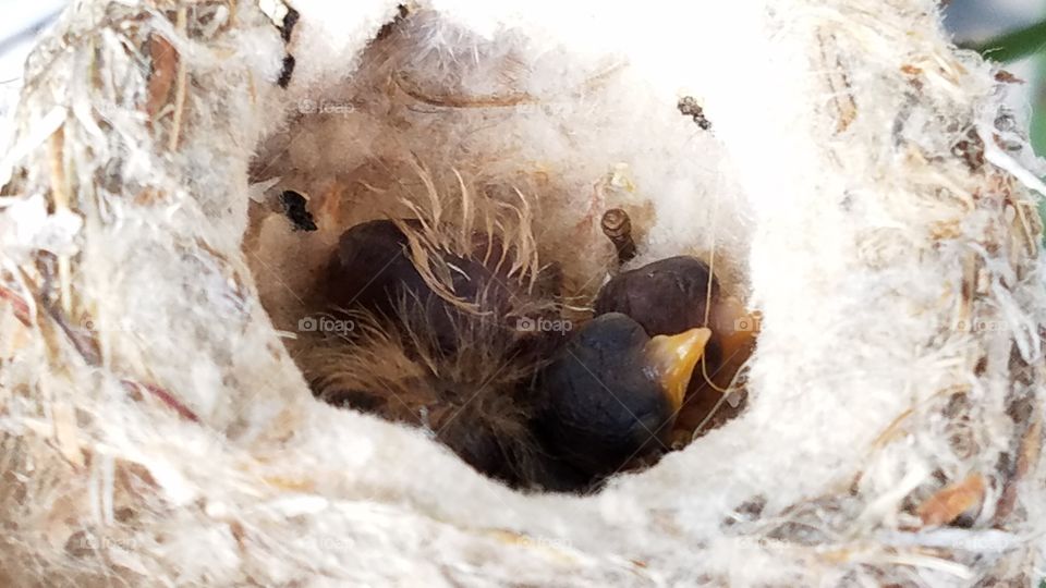 Baby hummingbirds