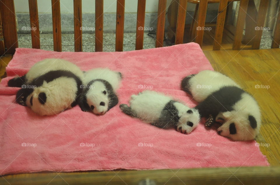 cute baby pandas