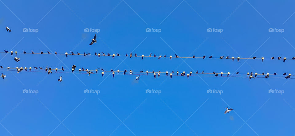 birds ,resting and flinging