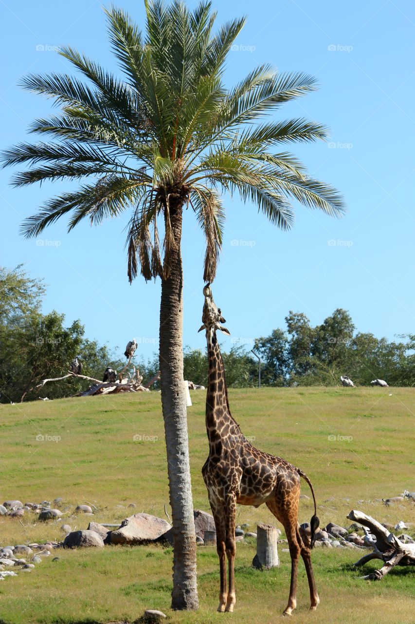 giraffe next to a Palm tree