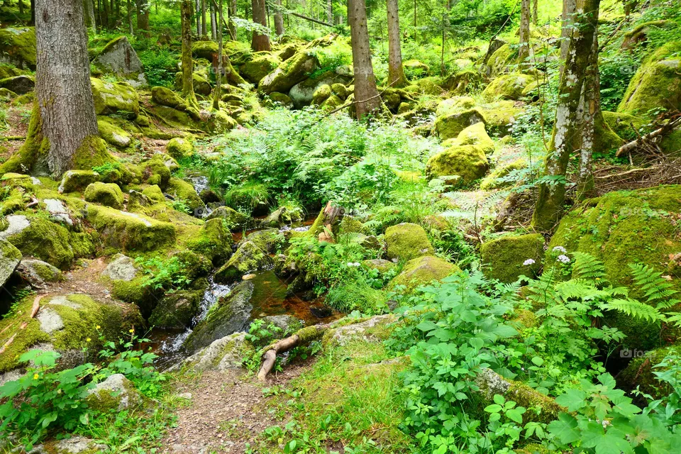 beautiful in Nature