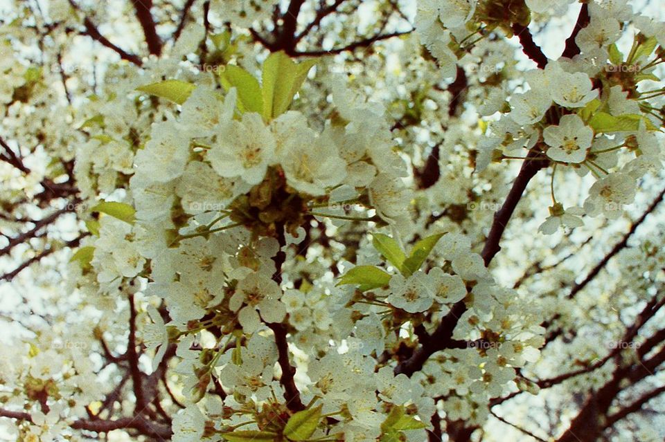 Cherry Blossoms