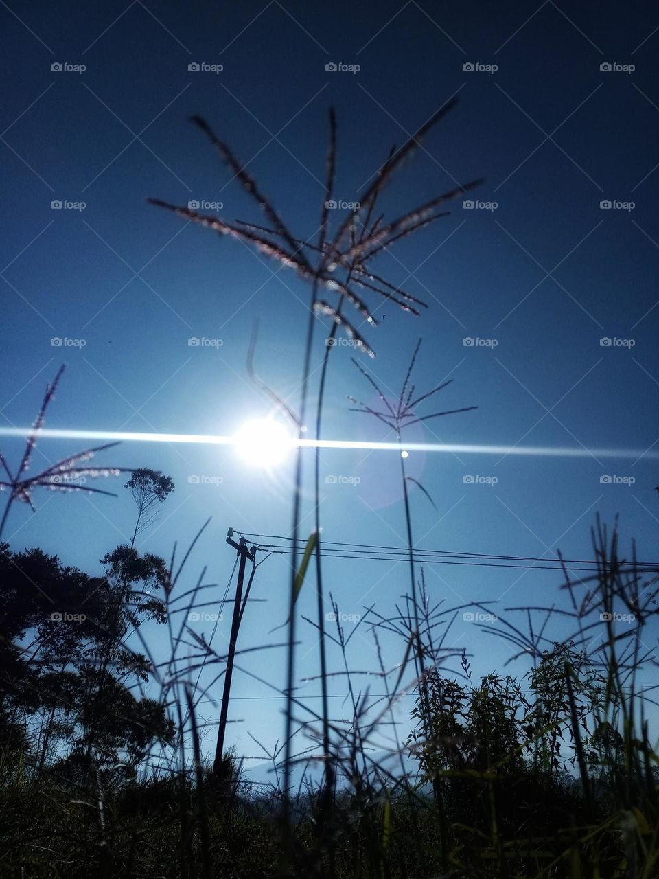 grass and sunny