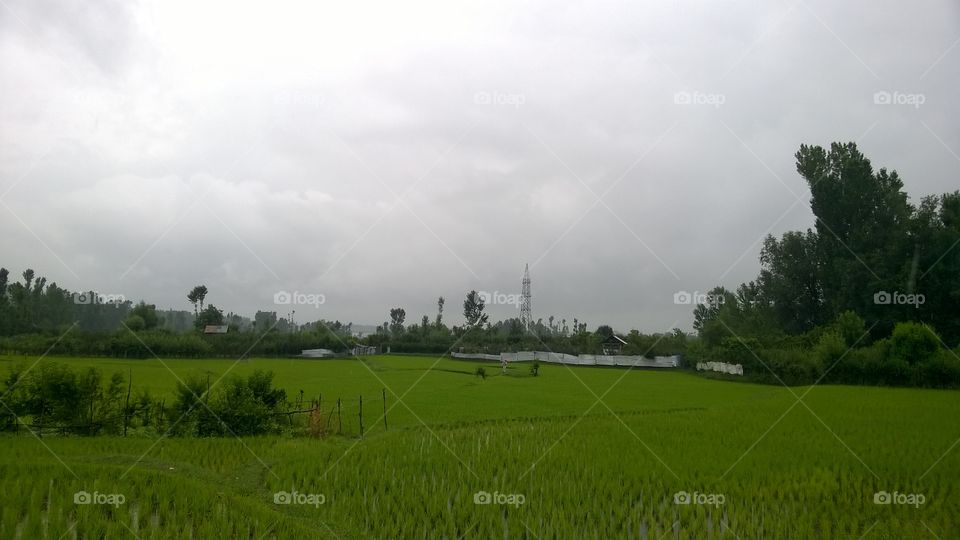 paddy fields