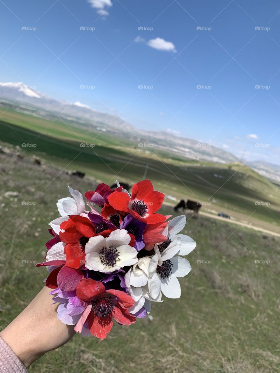 Spring in Kurdistan 