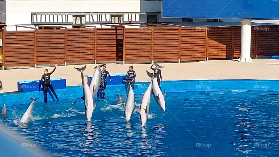 Dolphins