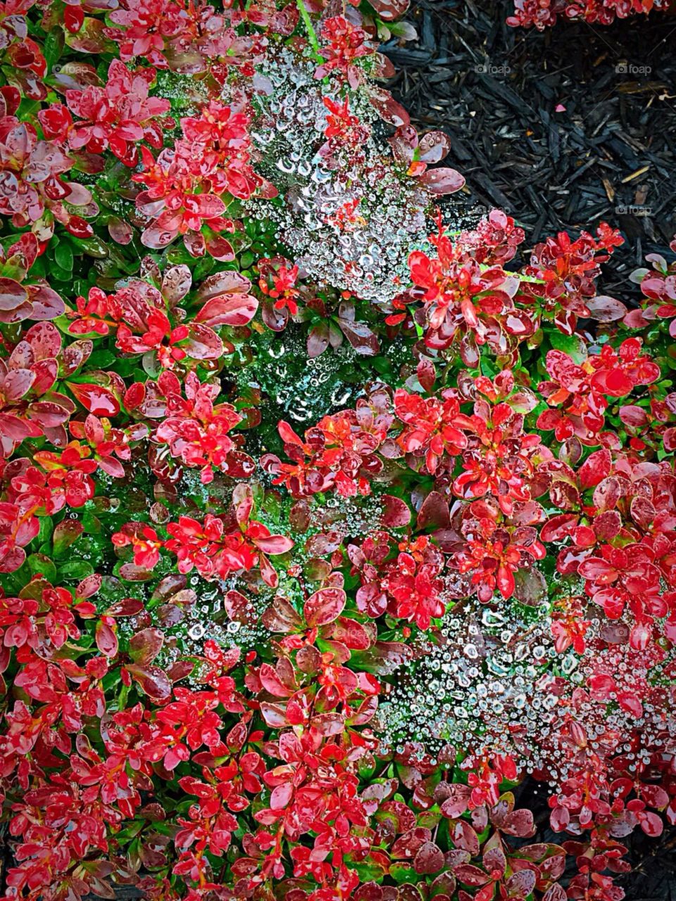 Morning Dew. Bush with dew