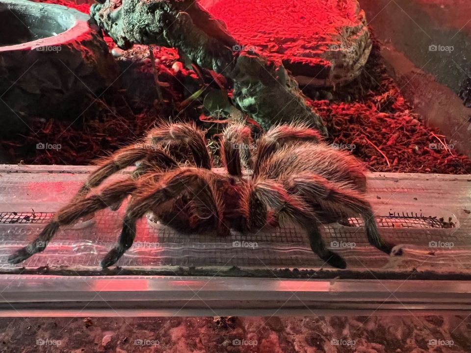 Spider in red light