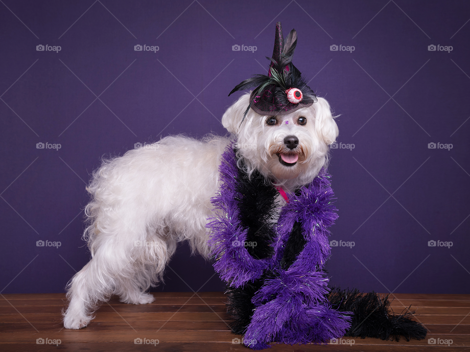 White dog in Halloween costume