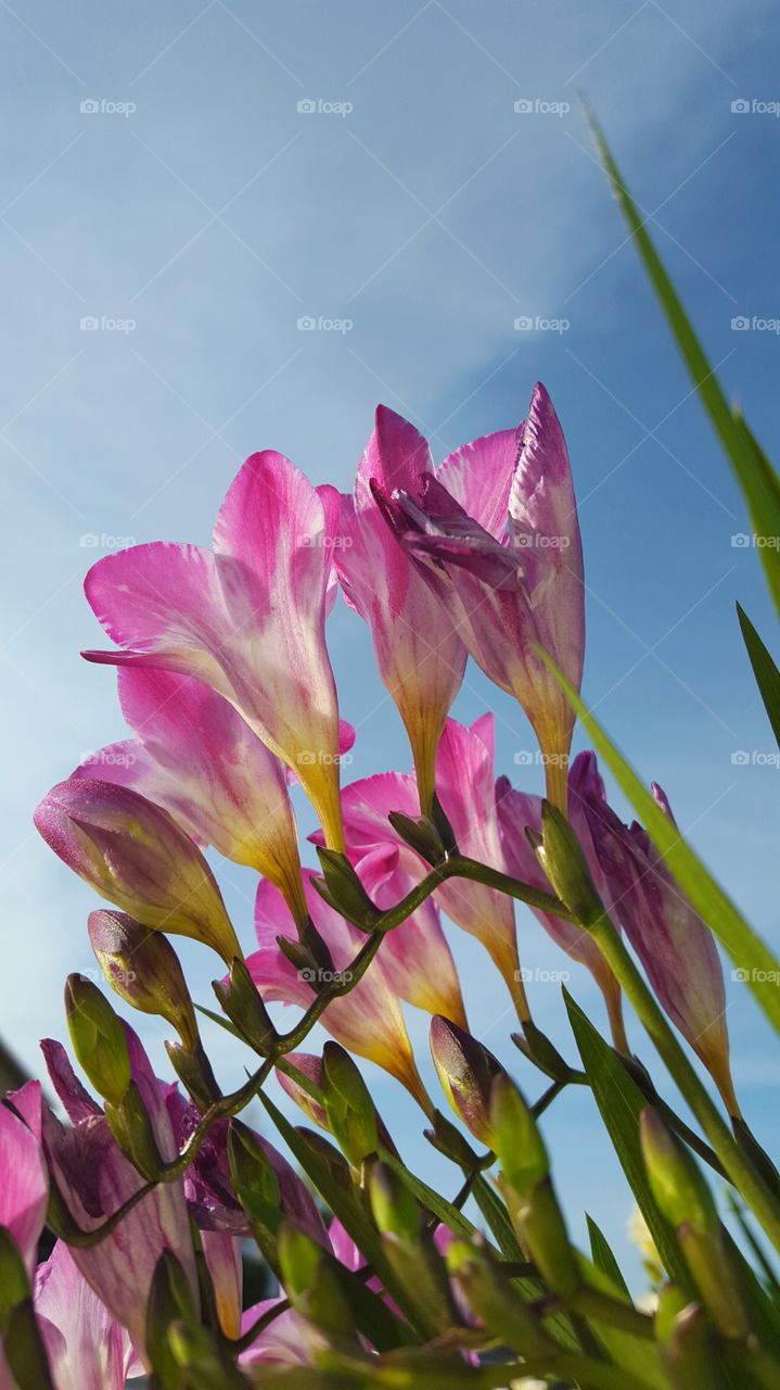 freesia growing