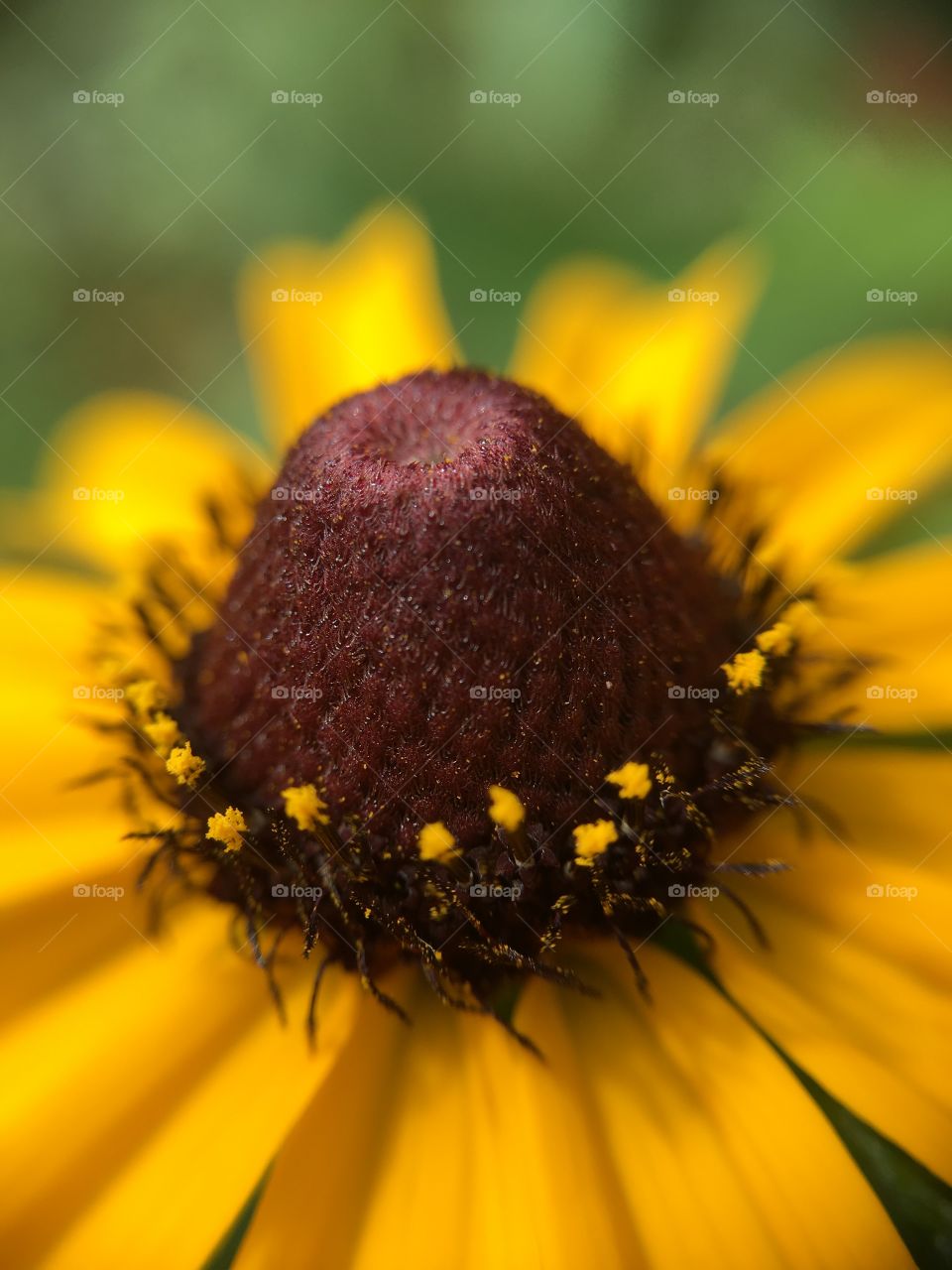 Black-eyed Susan 