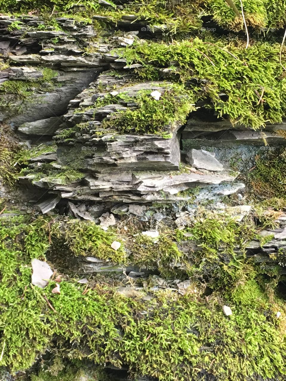 Moss on rock at Cut