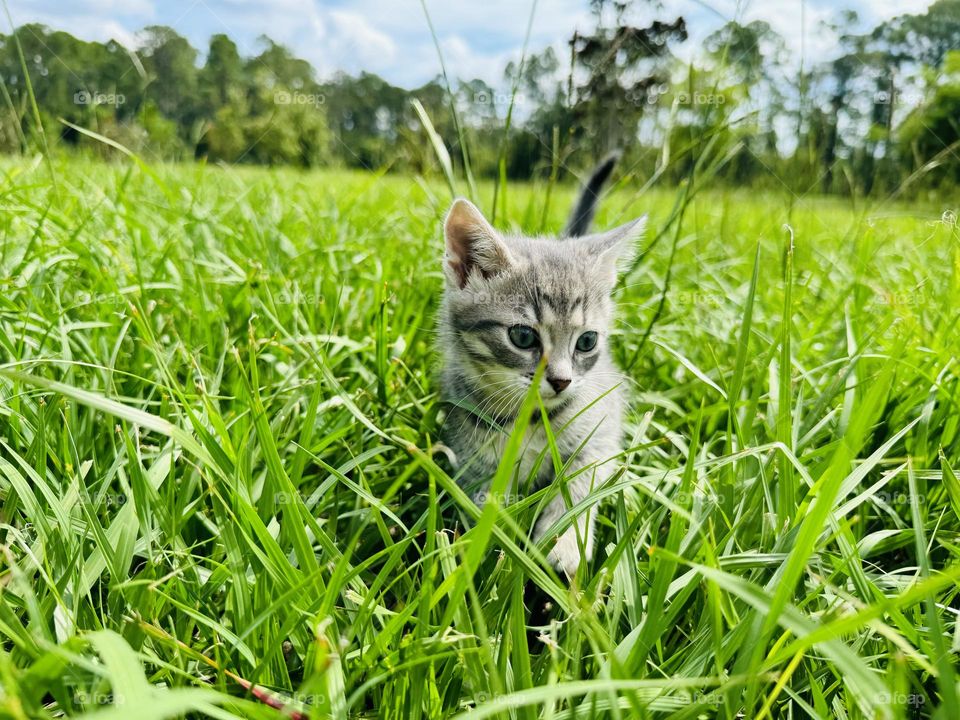 Beautiful kitten potrait picture 
