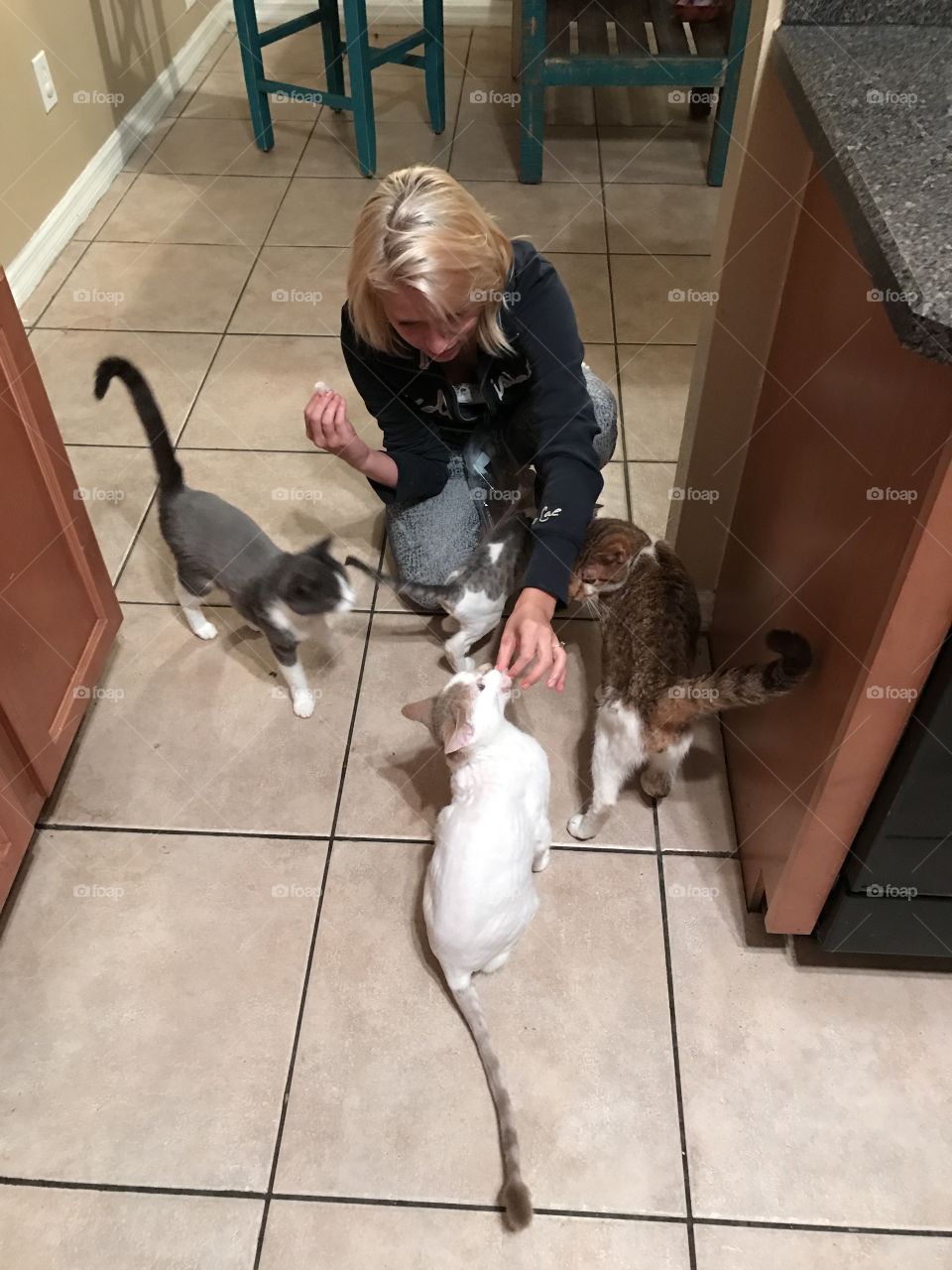 Feeding cats