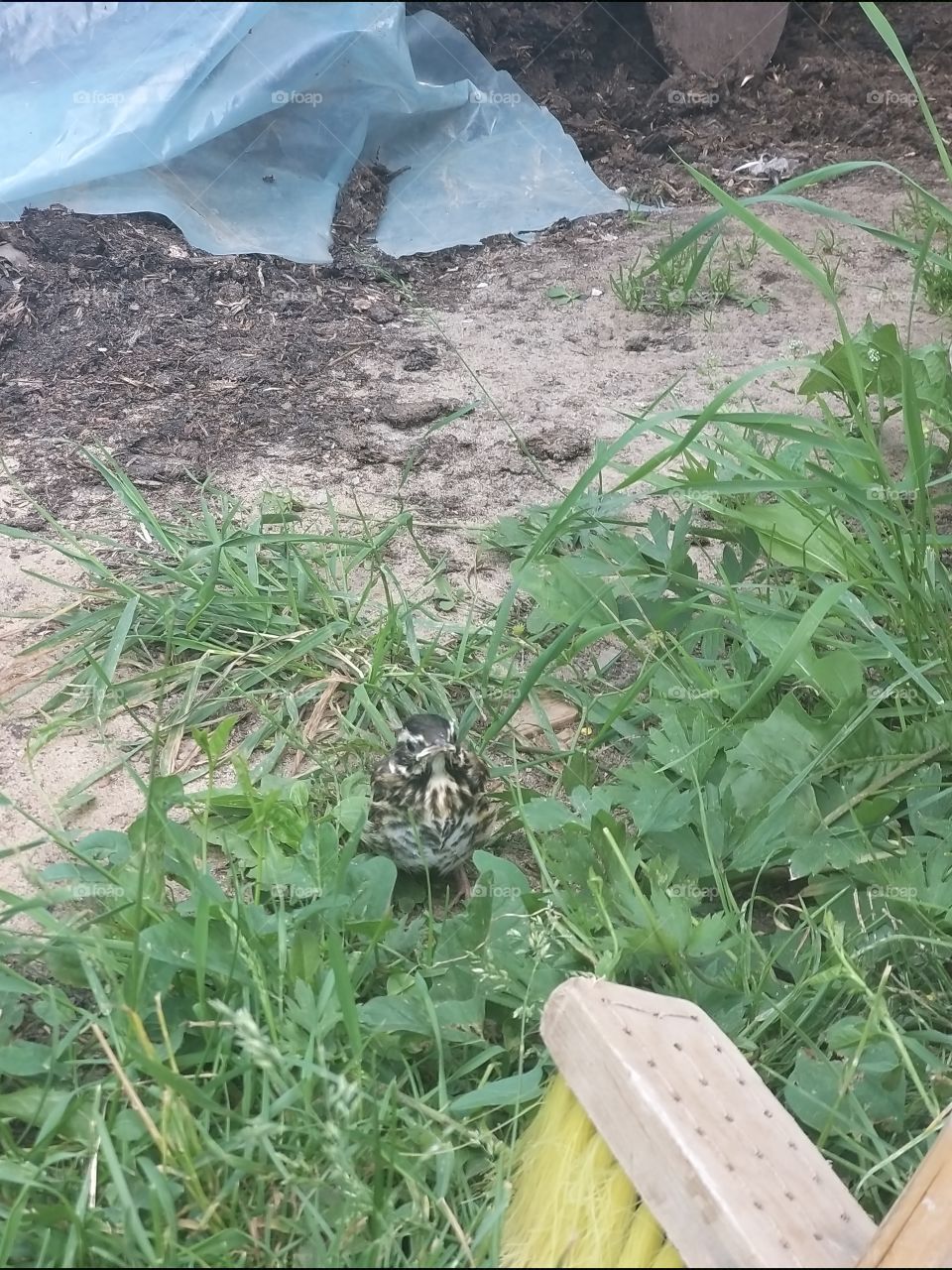 little striped thrush chick sits in the grass in the garden sad and lost