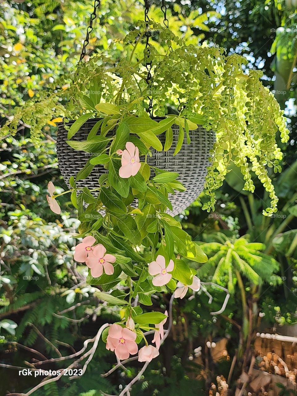 vase ful of periwinkle