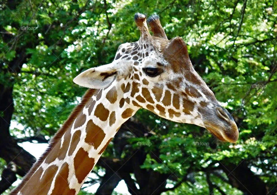 giraffe head shot at Honolulu zoo 