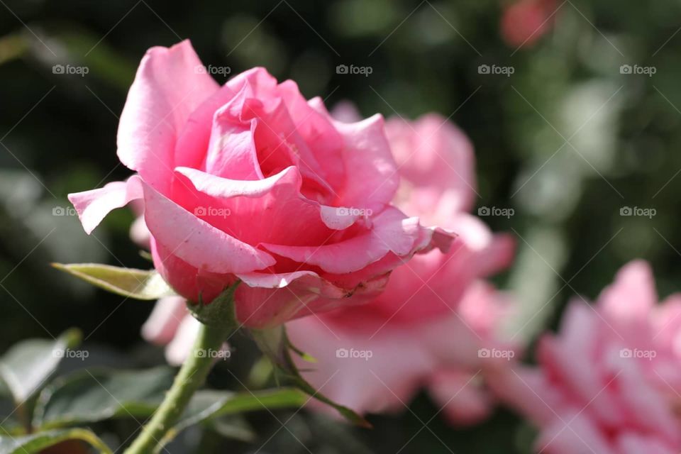 розовые розы. the pink roses