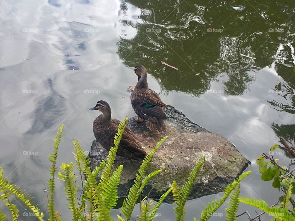 Two ducks 