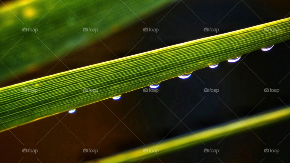 Rain drops on sharp plant blades