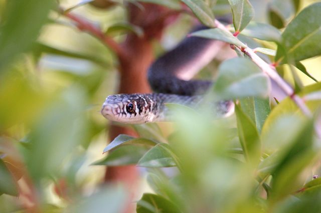 snake