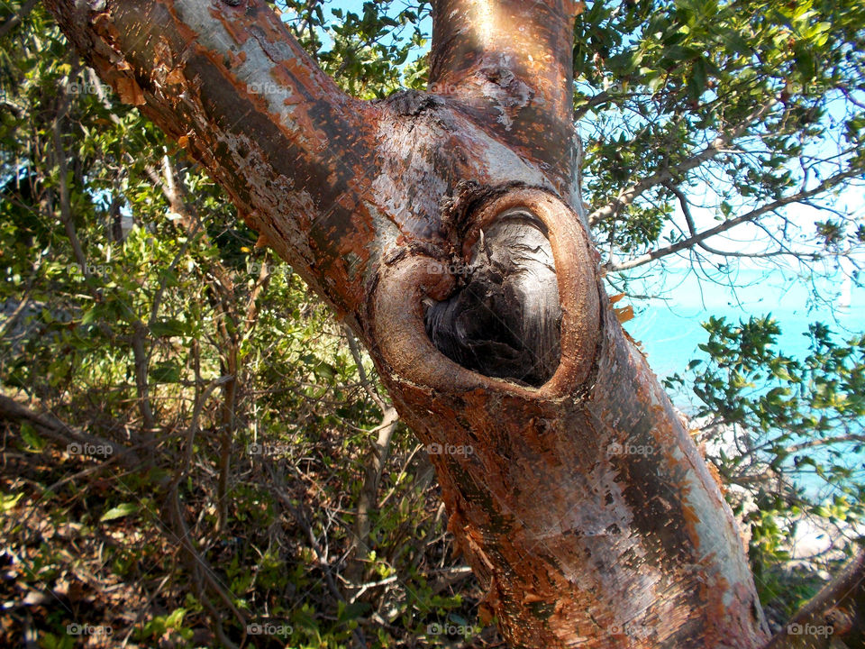 Heart in a tree. Tree bark heart shape 