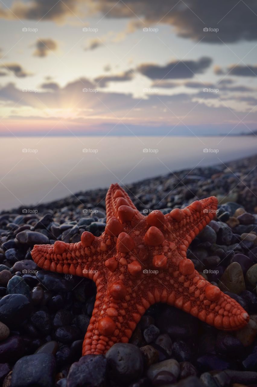 Starfish 