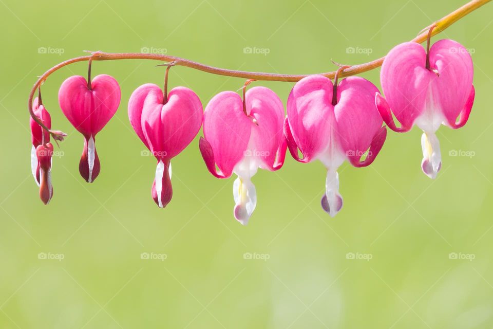 Closeup of pink bleeding heart flowers hanging from a branch with green background 