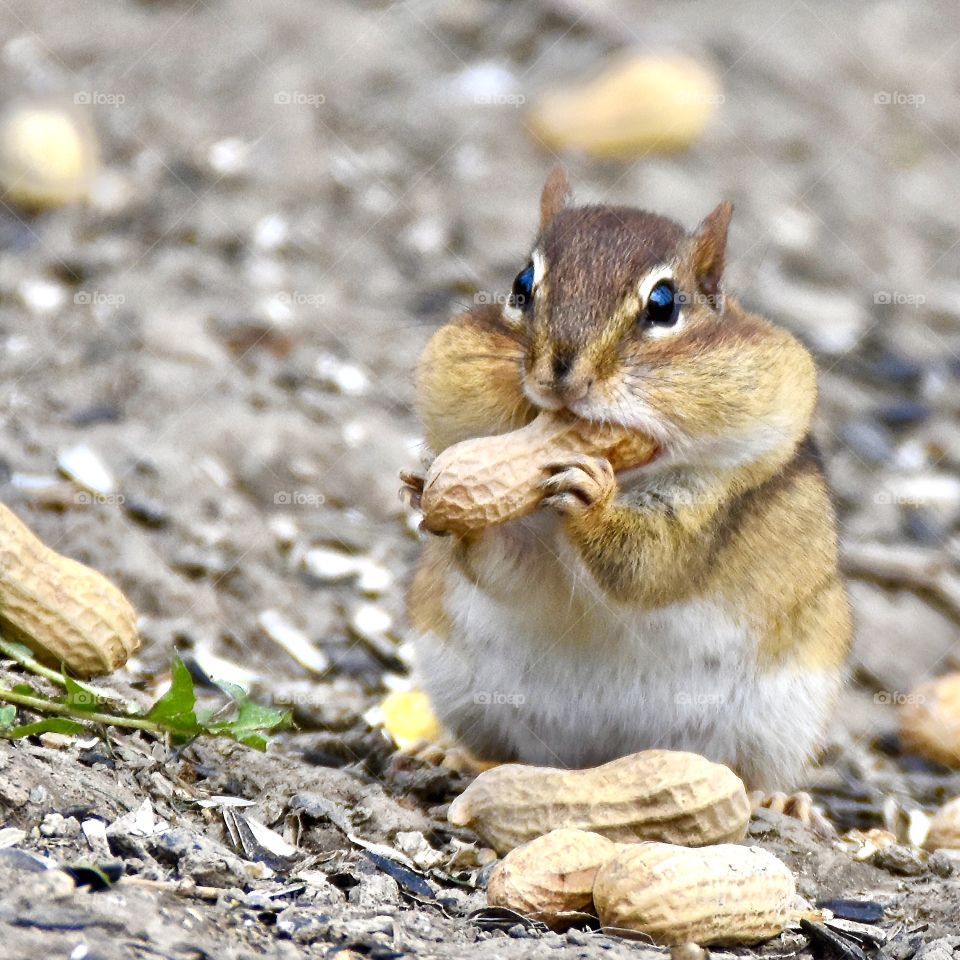 Expecting chipmunk stuffing it’s cheeks with peanuts 