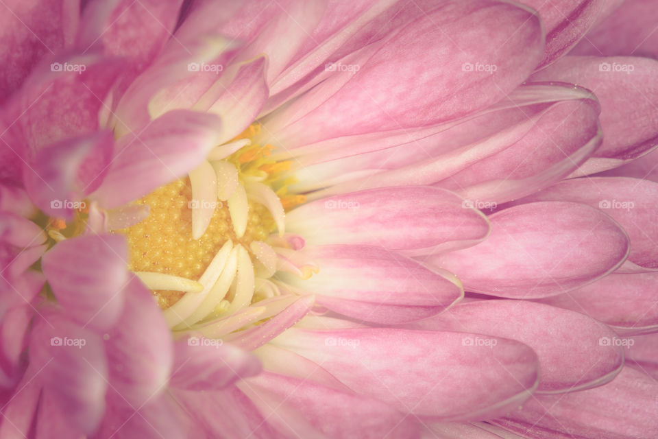 Pink Flower Macro