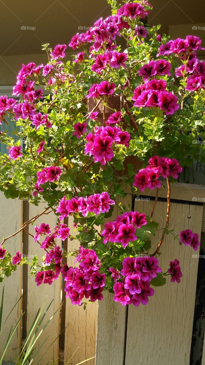 pink and green leaf flowers
