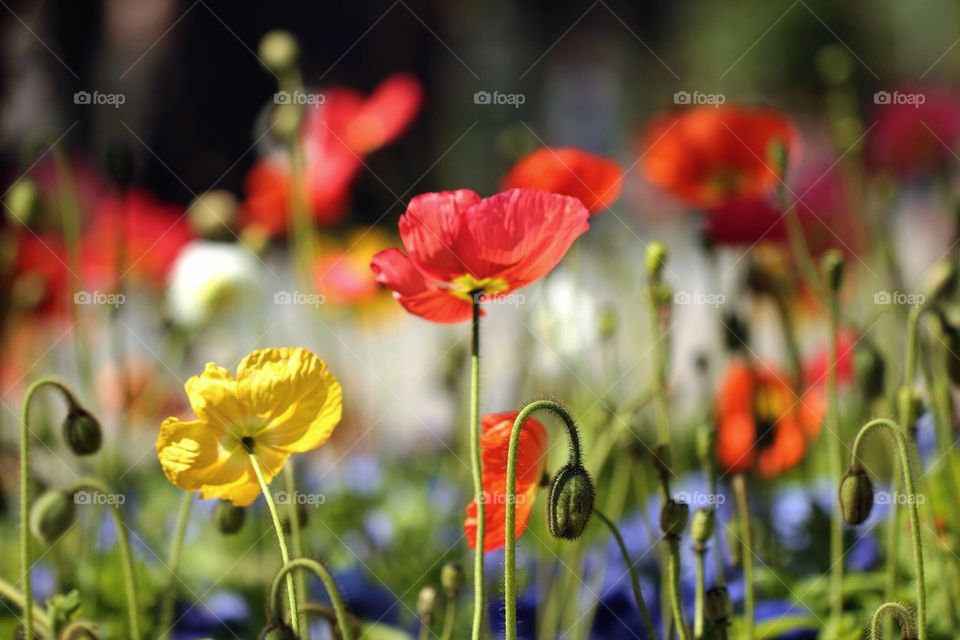 macro shot of flowers