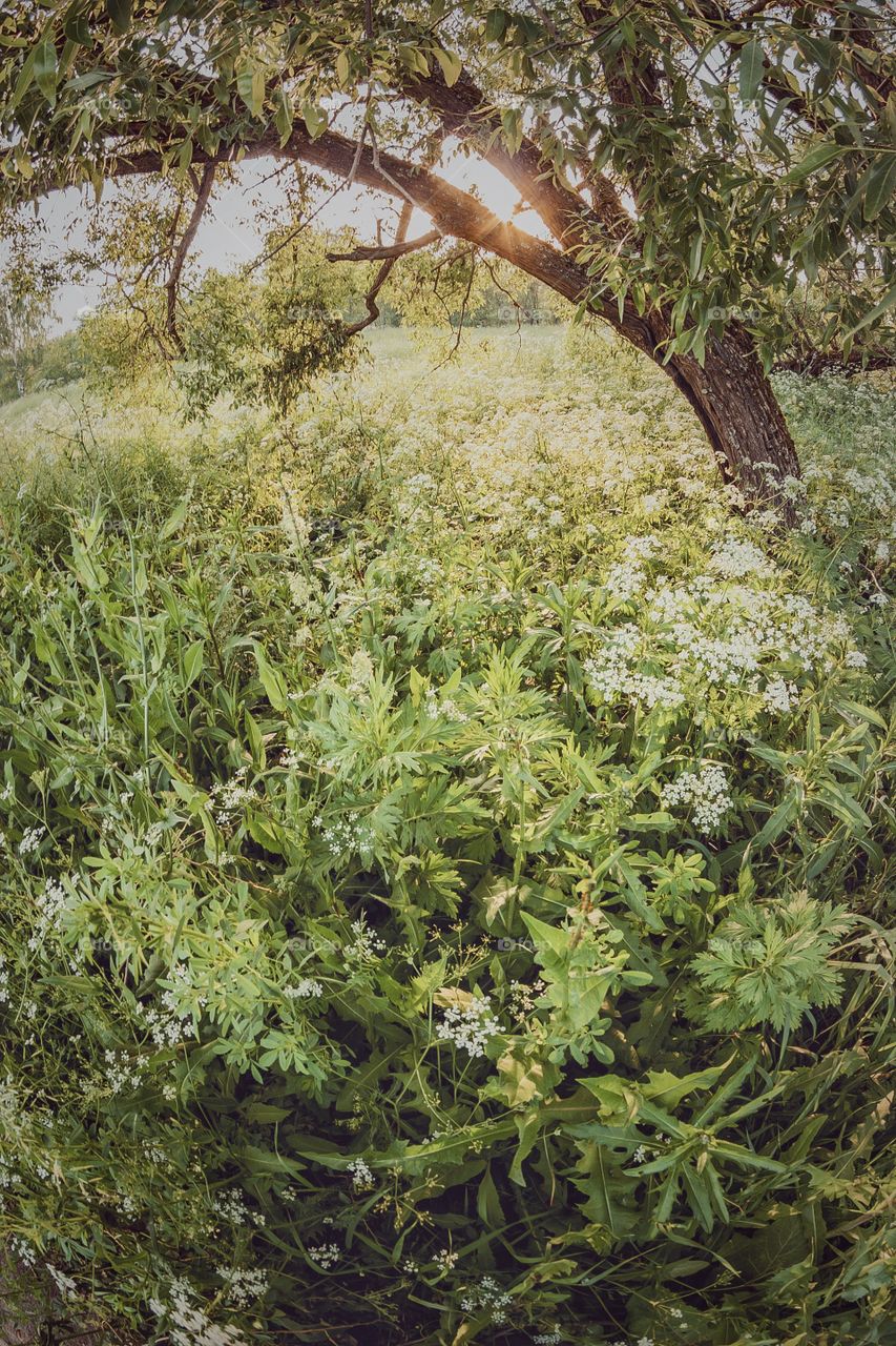 Evening landscape from fish-eye lens 