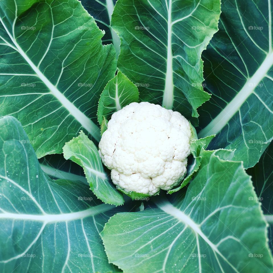 Cauliflower 