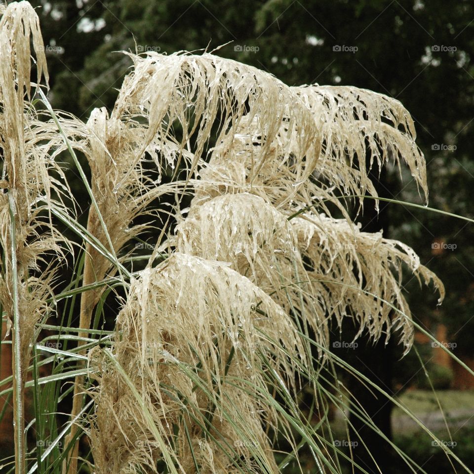 frozen pampas grass