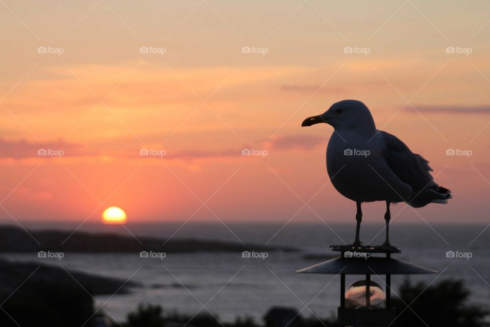 Seagull at sunset. Sunset in Sweden