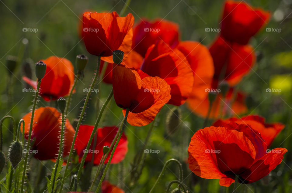 poppy field