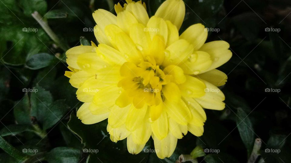 flower w/water drops