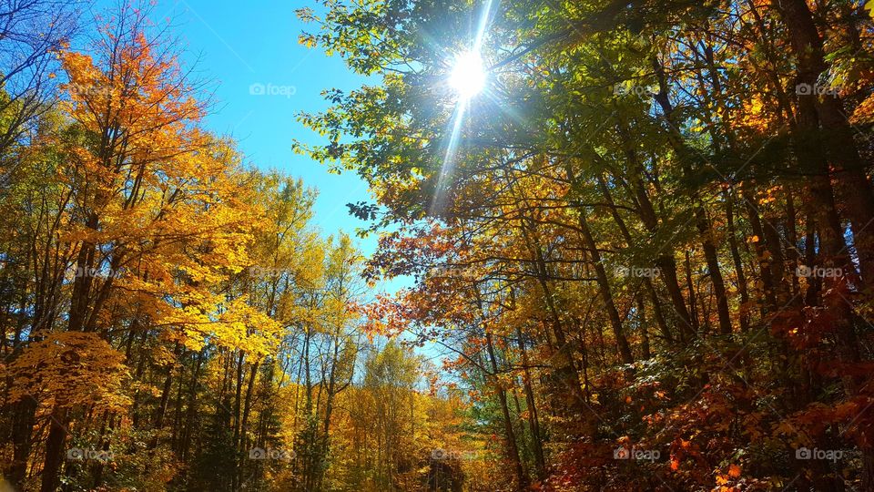 Fall, Wood, Leaf, Tree, Landscape